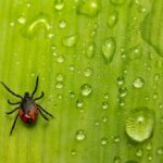 Co to jest borelioza