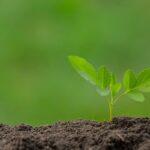 Odbudowa ekosystemów