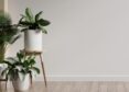 Rośliny do biura oczyszczające powietrze