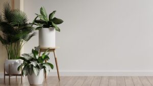 Rośliny do biura oczyszczające powietrze