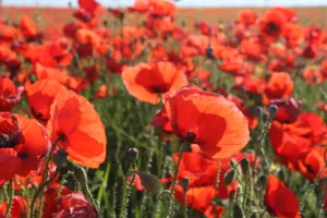 Syndrom tall poppy – co to?