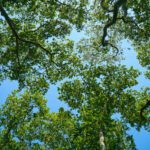 Oxytree – czy warto je sadzić?