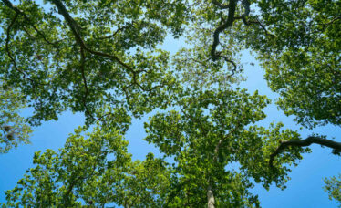Oxytree – czy warto je sadzić?