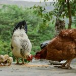 Czystość w hodowli i opiece nad zwierzętami – dlaczego to kwestia kluczowa?