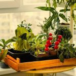 Uprawa warzyw w domu i na balkonie