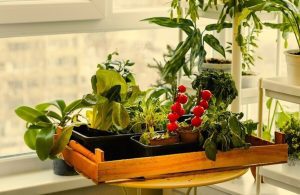 Uprawa warzyw w domu i na balkonie