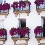 Rośliny na każdy balkon