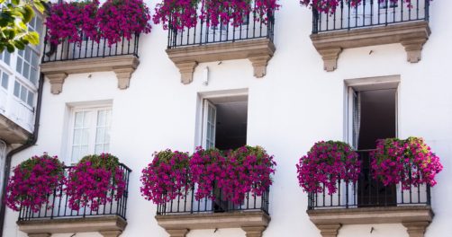 Rośliny na każdy balkon