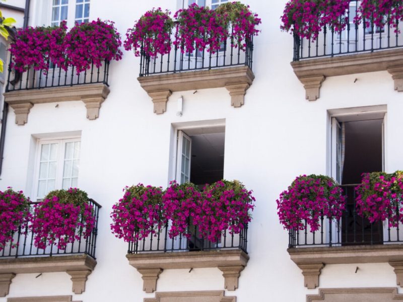 Rośliny na każdy balkon