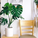 Ziemia, która działa cuda – sekrety podłoża dla zdrowej monstery