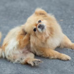 Psie alergie pokarmowe – nietypowe objawy i jak je skutecznie rozpoznać