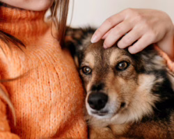 Adopcja psa – wpływ na psychikę człowieka