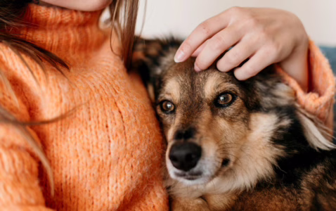 Adopcja psa – wpływ na psychikę człowieka