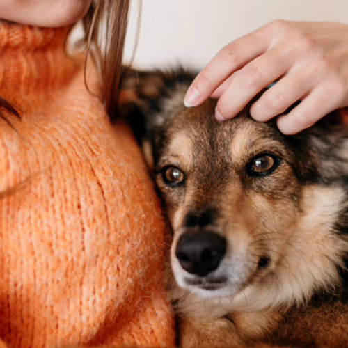 Adopcja psa – wpływ na psychikę człowieka