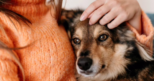 Adopcja psa – wpływ na psychikę człowieka
