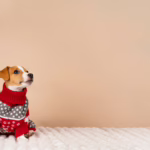 Czym jest humanizacja zwierząt?