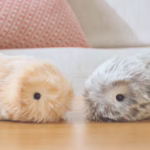 Moflin – czym jest nowy zabawkowy hit?