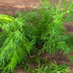 Nasiona kopru ogrodowego – jak uprawiać, jakie mają właściwości i dlaczego warto mieć je w ogrodzie?