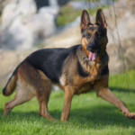 Psie zawody – jak pies pomaga człowiekowi?