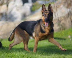 Psie zawody – jak pies pomaga człowiekowi?