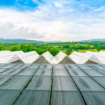 Solar food – czy to rewolucja w produkcji żywności?