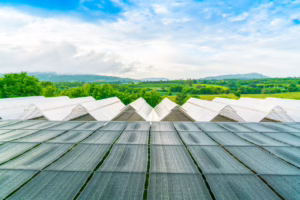 Solar food – czy to rewolucja w produkcji żywności?