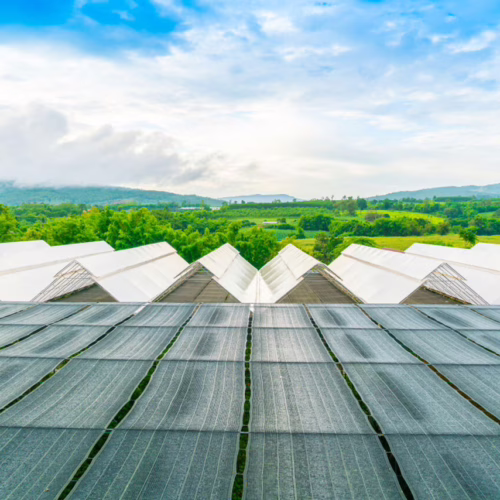Solar food – czy to rewolucja w produkcji żywności?