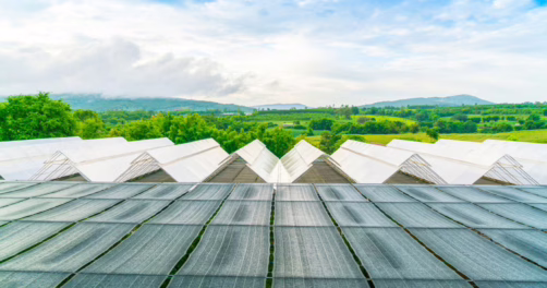 Solar food – czy to rewolucja w produkcji żywności?
