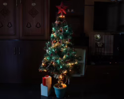 Choinka bez pośpiechu - jak wybrać drzewko, które wprowadzi świąteczny klimat na wiele tygodni