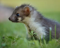 Koniec hodowli zwierząt futerkowych