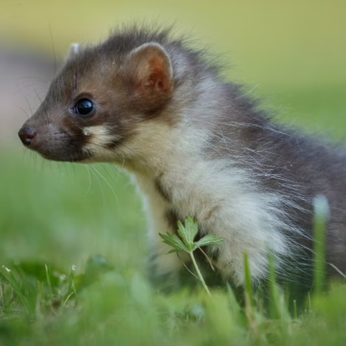 Koniec hodowli zwierząt futerkowych