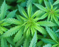 Legalna kolekcja nasion marihuany – dlaczego to ciekawe?