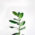 Rośliny łatwe w pielęgnacji – które gatunki sprawdzą się w biurze bez stałego podlewania?