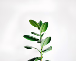 Rośliny łatwe w pielęgnacji – które gatunki sprawdzą się w biurze bez stałego podlewania?