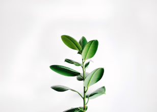 Rośliny łatwe w pielęgnacji – które gatunki sprawdzą się w biurze bez stałego podlewania?