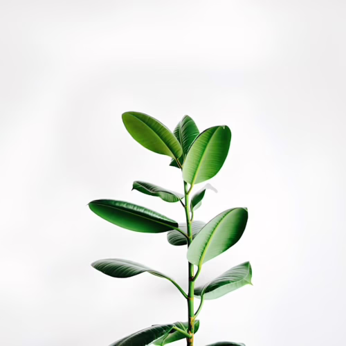 Rośliny łatwe w pielęgnacji – które gatunki sprawdzą się w biurze bez stałego podlewania?