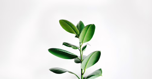 Rośliny łatwe w pielęgnacji – które gatunki sprawdzą się w biurze bez stałego podlewania?