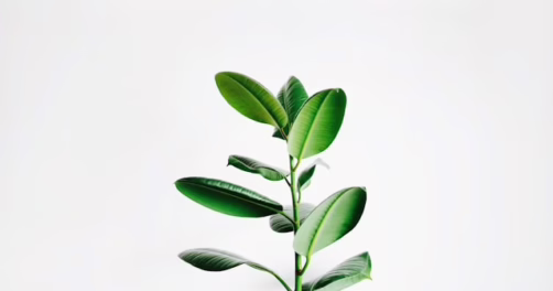 Rośliny łatwe w pielęgnacji – które gatunki sprawdzą się w biurze bez stałego podlewania?