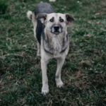 Weto na ustawę łańcuchową – co proponuje prezydent?