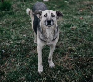 Weto na ustawę łańcuchową – co proponuje prezydent?