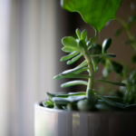 Gdzie kupić realistyczne sztuczne rośliny? Przegląd specjalistycznych sklepów w 2026