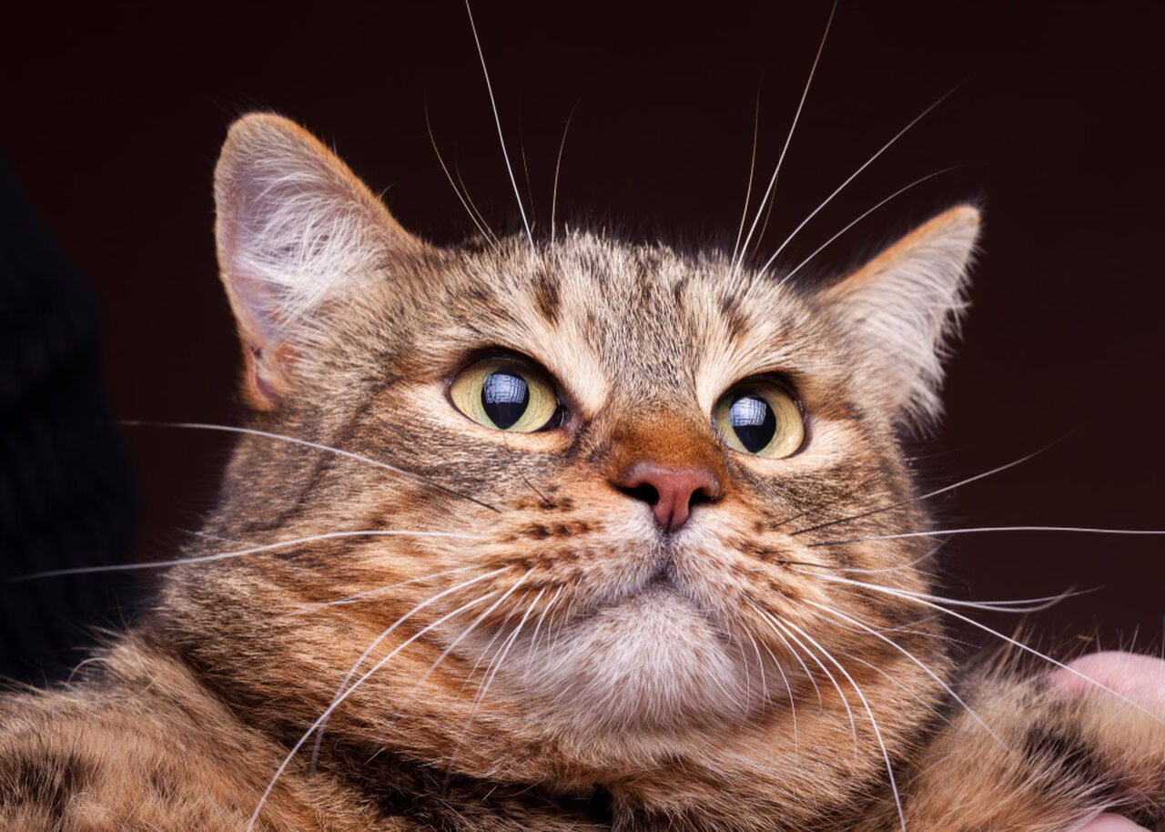 Felinoterapia – co to jest i jak działa?